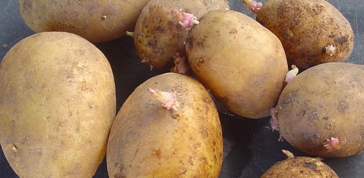 Kartofler